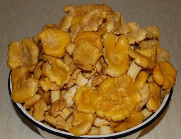 Лисички на зиму
